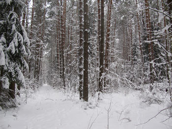 Trees on snow covered field in forest