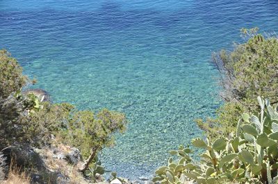 High angle view of plants by sea