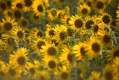 Close-up of yellow flowering plants