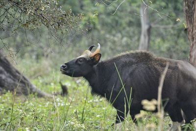 View of an animal on field