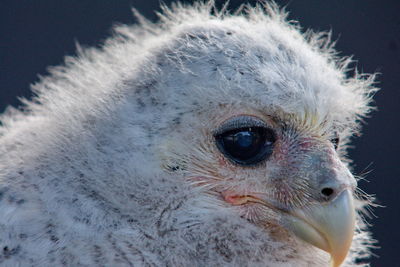 Close-up of a bird