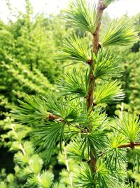 Close-up of pine tree