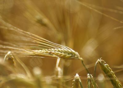 Close-up of wheat crop on sunny day