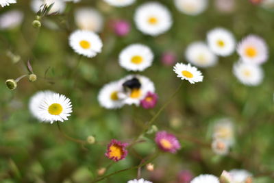 Close-up of flowering plants