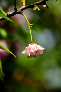 Close-up of butterfly pollinating on flower