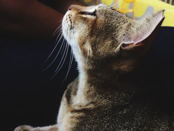 Close-up of a cat at home