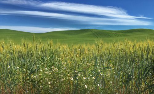 Wildflowers in field against cloudy sky