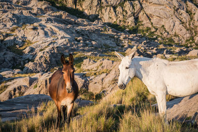 Horses in a field
