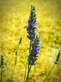 Close-up of purple flowers blooming in field