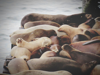 Close-up of sea lion