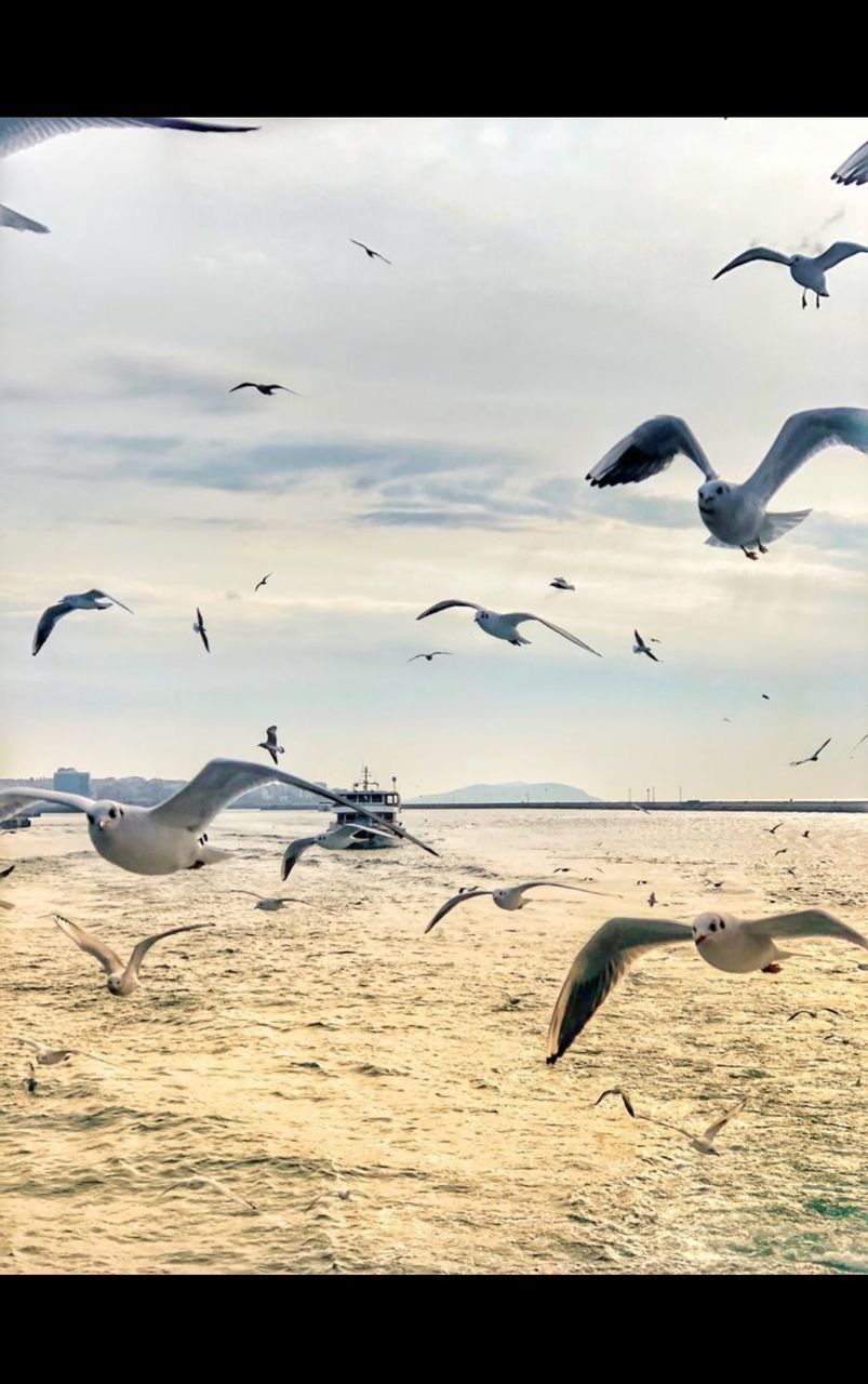 animal wildlife, animals in the wild, group of animals, animal themes, animal, flying, vertebrate, bird, large group of animals, sea, sky, spread wings, mid-air, flock of birds, seagull, water, no people, cloud - sky, nature, horizon over water, outdoors
