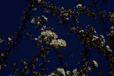 Low angle view of flowers on tree