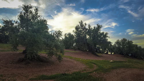Trees against sky