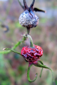 Close-up of plant against blurred background