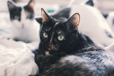 Close-up of cat lying on bed at home