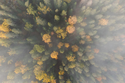 Autumn fabulous forest in the fog. yellowing foliage. air view.