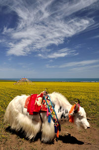 Yak on field against blue sky