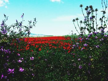 Flowers growing in field