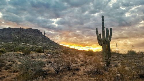 Cactus in desert against sky at sunset