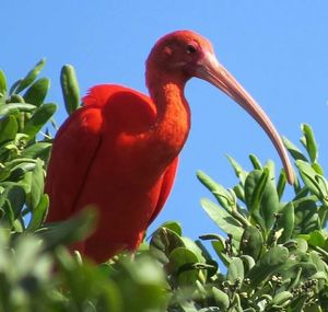 Close-up of bird against clear blue sky