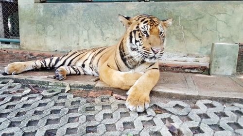 Tiger lying down outdoors