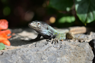 Close-up of lizard on rock