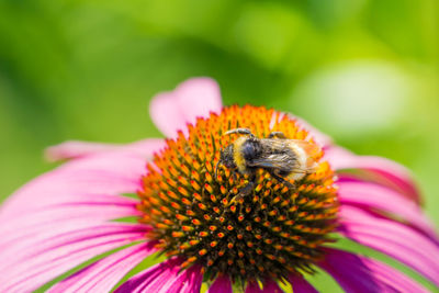 Close-up of bee pollinating on pink flower