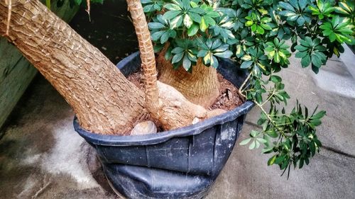 Close-up of potted plant