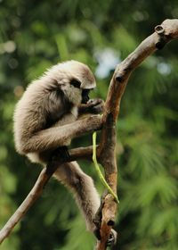Monkey on tree trunk