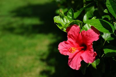 Close-up of red hibiscus blooming outdoors