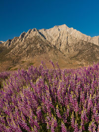 Wild lupine in front of the sierra nevada mountains