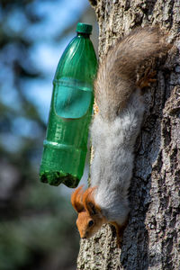 Close-up of squirrel on tree trunk