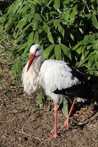 Close-up of duck on field