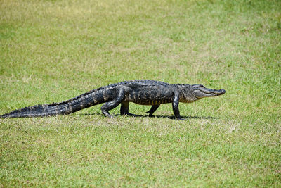 View of a turtle on field