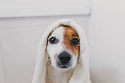 Portrait of dog wrapped in a towel while sitting on floor at home