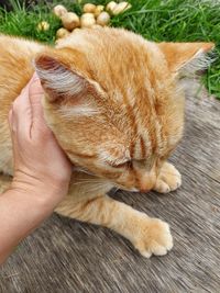 High angle view of hand touching ginger cat