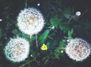 Close-up of dandelion