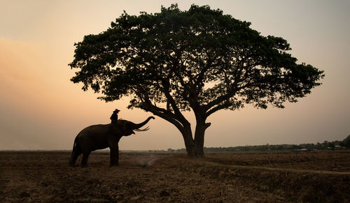 Man sitting on elephant by tree against sky