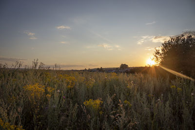 Scenic view of field against sky during sunset