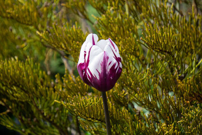 Close-up of pink rose flower