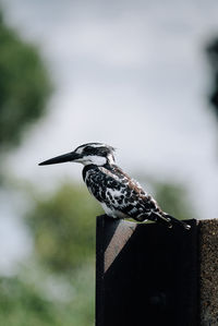 Close-up of bird perching on wooden post