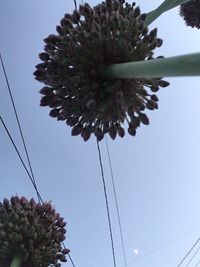 Low angle view of flower trees against clear sky