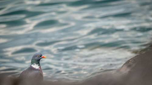 Side view of a bird in water