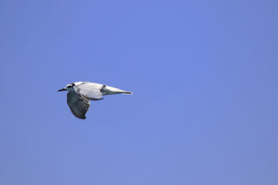 Low angle view of seagull flying in sky