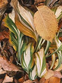 High angle view of dry leaves on field