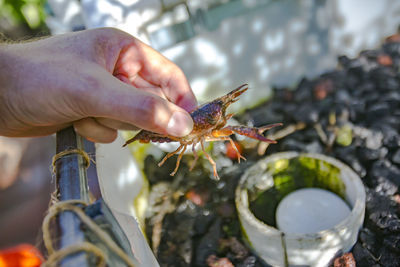 Cropped image of person holding lobster