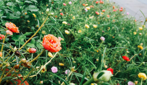 Close-up of poppy blooming on field