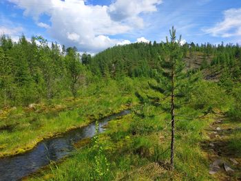 Scenic view of waterfall in forest against sky