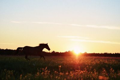 Silhouette horse on field against sky during sunset