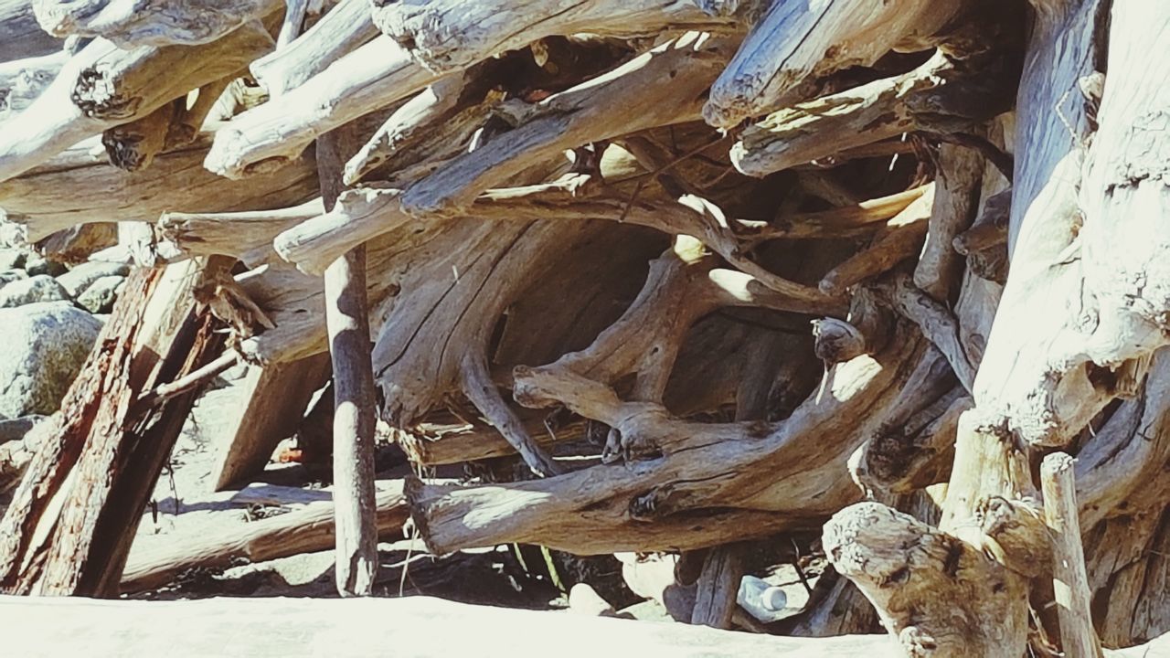 CLOSE-UP OF LOGS IN LOG